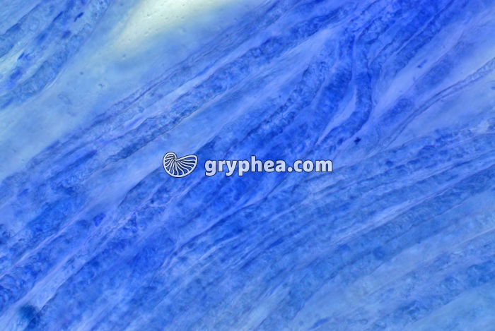 Nerf dissocié BM x100 - gryphea.com